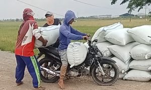 Petani perdesaan Lebak mengangkut karung gabah hasil panen menggunakan sepeda motor