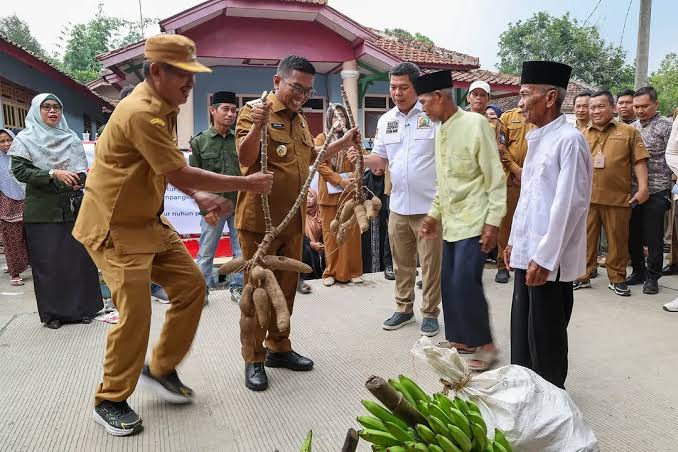 Pejabat daerah dan petani memamerkan hasil bumi singkong raksasa di atas jalan beton Banten